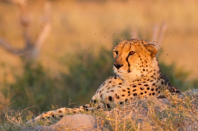 We hadden s'ochtends deze Cheetah al gezien en keerden terug in de hoop een jacht mee te maken. hij lag echter lekker in het avondzonnetje en kwam niet echt in beweging.