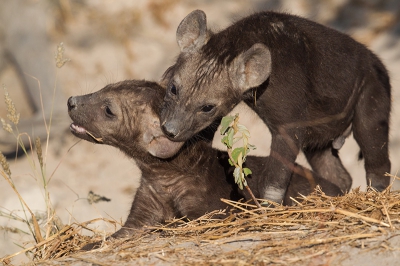 Wij vonden het leuk om in de middag te gaan kijken bij de Hyena den en hadden het geluk dat ze actief werden.