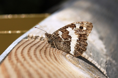 Alweer 4 week geleden deze grote vlinder gezien. Wij aan de rand van de afgrond, hij rustig fladderend en heerlijk zittend op een houten hekje om ons voor vallen te behoeden. Ik houd zelf erg van het scherpteverloop van dit soort foto's, ik ben benieuwd of er meerderen zijn.