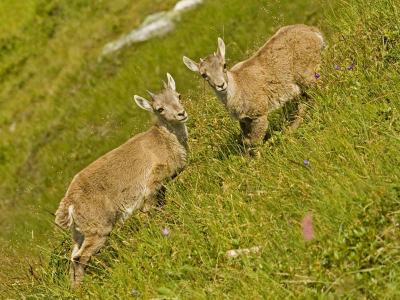 <i class='fa fa-user'></i> Reinier van den Born | Alpensteenbok  <i class='fa fa-eye'> 171</i>   <i class='fa fa-comment-o'> 3</i>