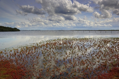 De zeekraal is nu prachtig van kleur. Samen met de lucht 'n kleurrijk schouwspel.