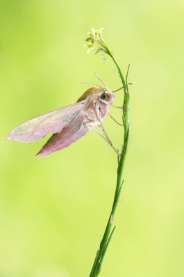 E�n van mijn favoriete nachtvlinders, dit Groot avondrood. Na de nachtvlindervangst even op een plantje gezet.