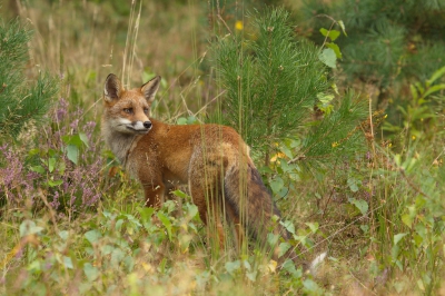 Gisterenmiddag mocht ik gelukkig weer eens mee op pad met fotograaf Joeri beekhuizen.Mede door zijn grote kennis van het wild op de Veluwe heb ik daar al veel mooie foto`s kunnen maken.Bij het maken van deze opname hadden wij aanzit genomen aan een veld naast de bosrand waar de laatste tijd vaak jonge vossen te zien zijn.Er was er 1 die zich even liet zien en dat leverde o.a. deze foto op.