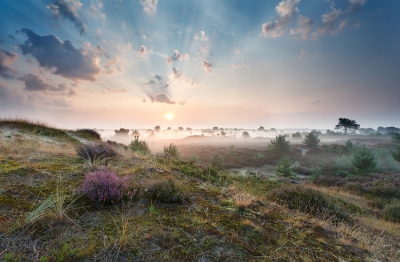 Heide net begonnen te bloeien, dus ik besloot om het Drents-Friese Wold te bezoeken om wat foto's te maken. Ik heb veel geluk gehad met de mist die zeer dromerige sfeer   gemaakt.