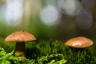 Deze foto in het bos bij zonnig weer genomen . een beetje afstand genomen om de licht cirkels op de foto te krijgen.