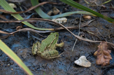 Lopend langs een poeltje, sprong op mijn nadering deze forse kikker met een forse sprong het poeltje in, helaas was die bijna drooggevallen. Gaf mij de gelegenheid.
Wie weet hier meer van te vertellen?