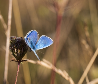 Het was vanochtend een feest van blauwtjes om me heen, vele zaten te zonnen tussen het hoge gras