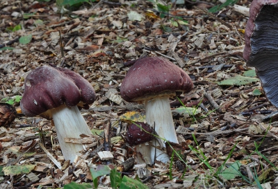 deze tegen gekomen op park in hout snippers 
op statief met afstand bediening 
ik dacht dat het een gordijnzwam is maar niet welke