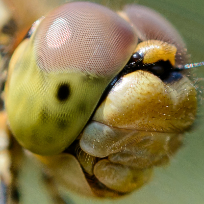 Deze jonge heidelibel beschouwde onze achtertuin als haar jachtgebied. Tijdens het verwerken van een prooi dit portretje geschoten.
Statief, D800, Sigma 150mm f/2.8 macro, 1/320s, /8, iso:200