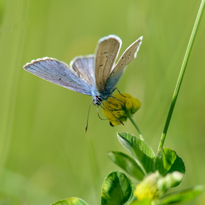 Aan het eind van een flinke wandeling, dit verstoppertje spelende blauwtje, uiteindelijk in beeld gekregen.
Uit de hand, D800, AF-S Nikkor 300mm f/4 + TC-14E II, 1/640s, /8, iso:400