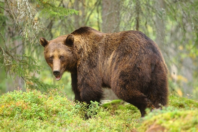 in Zweden worden beren niet veel groter dan over de 100 kg. Soms is er een dier dat de jacht overleeft en kan de 200 kg halen. in Finland bij de grens van Rusland is er niet zo veel jacht. Beren kunnen daar oud en groot worden. Mannetjes van over de 300 kg heb ik gezien, Prachtig.
Deze beer is ook groter dan de normale Zweedse bruine beer. Ik heb deze beer 3 dagen mogen volgen in de Finlandse taiga. Het is een onbeschrijfelijk gevoel om zo'n wild dier te ontmoeten. Ik denk dat ieder die dit heeft mogen meemaken mij gelijk geeft. Elke ontmoeting met een beer is bijzonder.