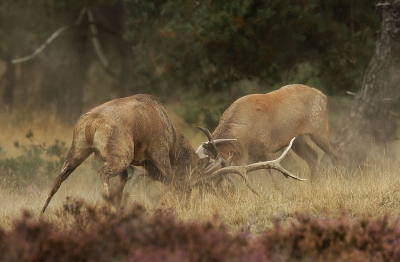 Kan het toch niet laten om er heen te gaan, gelukkig maar in dit geval.
Waar het tweede het vandaan kwam weet ik niet , ik was net scherp aan het stellen op de linker, maar ze zaten ze elkaar direct in de haren