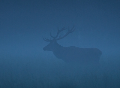 Dit edelhert liep niet bij al de hindes maar stond in de mist. Veel foto's moeten maken veel niet scherp toch zit deze er wel tussen.