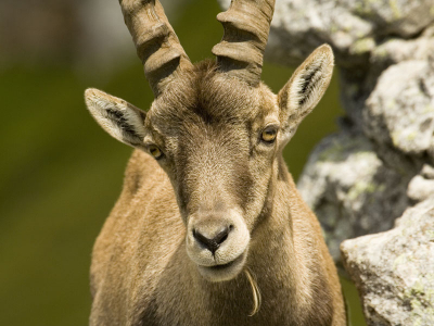 <i class='fa fa-user'></i> Reinier van den Born | Alpensteenbok  <i class='fa fa-eye'> 161</i>   <i class='fa fa-comment-o'> 3</i>