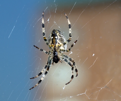 Al een tijdje haar web op mijn terras.  .Flink gegroeid ik weet niet of het van het eten is of eieren .Geen verstand van. Ik ga me er in verdiepen
