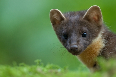 In de maanden juni en juli wordt bij onze boshut regelmatig de boommarter vastgelegd op de wildcamera. In deze week had ik gezien dat hij �s avonds dagelijks actief was tussen 7 en 9. Ik ben die middag er om 13:00 uur gaan zitten. Heb moeten wachten tot 7 uur, maar toen kreeg ik wel wat. Deze marter bleef zo'n 2 uur rond de hut scharrelen. Nam af en toe een slok drinken uit de waterbak. Totaal niet schuw was hij. Heb zelfs opnamen kunnen maken met 135 mm. Geweldige beleving als zo'n beest binnen 3 meter afstand van je zit!