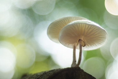 Door de droogte zijn er weinig paddenstoelen, ik was erg blij deze twee prachtige porseleinzwammen te vinden. Paar keer van standpunt gewisseld om een goeie bokeh te krijgen.