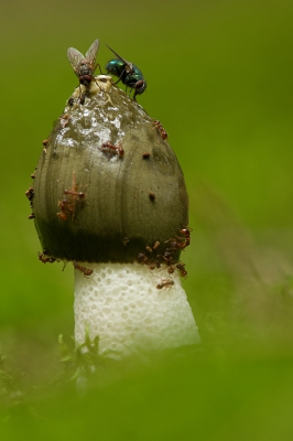 Deze stinkzwam stond toen ik naar de boshut liep er prachtig bij. Heb hem toen even gelaten voor wat hij was, wetende dat er binnen de kortste keren vliegen op zouden komen. Toen ik terug liep vanuit de hut bleek dat waarheid te zijn.