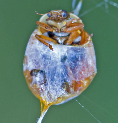 Een van de slachtoffers van mijn terras spin. Terwijl een dikke vlieg werd op gegeten .Zag ik een stukje hoger in het web dit kevertje wanhopig vechten om los te komen. Hij is misschien niet scherp genoeg maar werd geraakt door zijn ogen die me waarschijnlijk waar namen. Na een tijdje zag ik dat de spin zijn werk had afgemaakt.