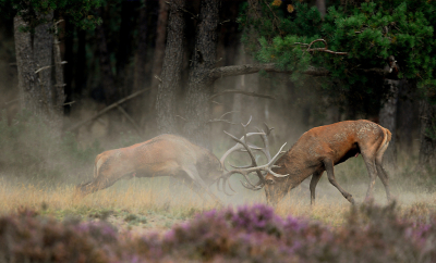 Vorige week woensdag van een dagje Veluwe genoten. Na wat gevogeld te hebben in de namiddag naar de wildbaan, want daar viel wat te beleven, zo zei men. Ik had nauwelijks mijn apparatuur in rij klaargezet, of enkele hindes kwamen uit het bos, mannetje van links, mannetje van rechts, stof en spektakel alom. Een leuke serie kunnen maken.