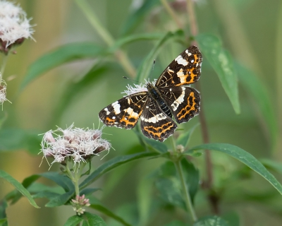 Tijdens het fotograferen van de baardmannetjes kwam ik deze mooie vlinder tegen. Hoewel de camera en lens er niet echt geschikt voor waren, werd het toch nog een redelijke foto. (De afstand was 5 meter)