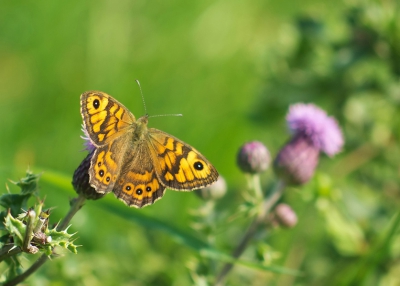 Gosteren in de Heanmarpolder nog deze argusvlinder kunnen fotograferen. Volgens de veldgids vliegen zij tot begin september. Het zal dus wel een van de laatste zjn geweest. Uit de hand genomen.