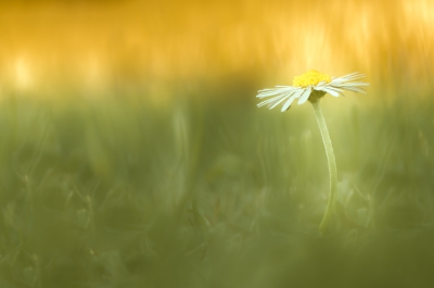 Leuke foto's schuilen vaak in zaken die we dagelijks passeren, maar  verder nauwelijks oog voor hebben. Deze geeft voor mij een beetje het 'Indian summer'-gevoel van de laatste dagen weer.
