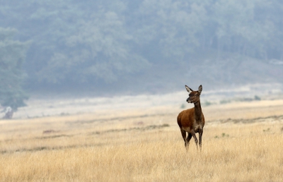 Ook op de Hoge Veluwe is het best mogelijk om een iets ander plaatje te schieten