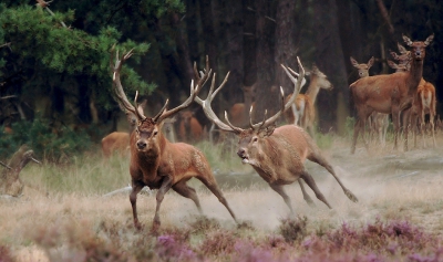 Ik was die woensdag samen met Nol op de Hoge Veluwe. Dit is de slotfoto van de serie die Nol al geplaatst heeft, waarin de lichtgewonde oudere bok als overwinnaar zijn belager wegjaagt. Met de 300 mm kon ik deze slotfase van de strijd  goed in beeld brengen. Leuk is te zien de houding van de hindes in de achtergrond die belangstellend de achtervolging gadeslaan.