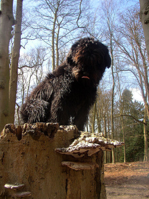 Zelfs de hond is getraind in het zoeken naar paddestoelen!
Deze foto is in het begin van het jaar ergens gemaakt.