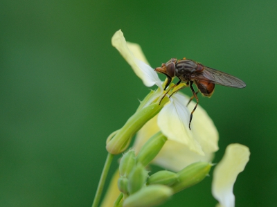 Ik ben niet zo heel bedreven in macro fotografie maar ik oefen zo nu en dan. Bij het zoeken naar boomkikkers kwam deze vlieg eerst op mijn pad.