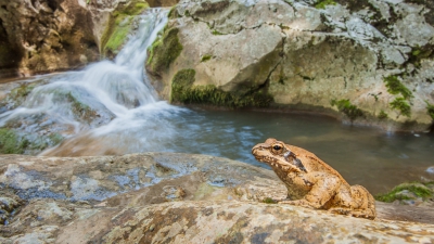 Deze kikker zat aan de kant van een klein watervalletje. Liggend in het watervalletje, in een lastige positie heb ik deze foto kunnen maken.