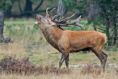 Voor het eerst dit gebied bezocht. Wat een belevenis om deze dieren van zo dichtbij in hun omgeving te mogen kieken. Het aantal medekiekers was hilarisch.