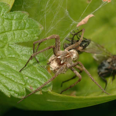 Een indrukwekkende spin, deze kraamwebspin.