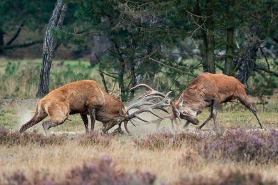 Het wordt een beetje druk met dit soort foto's op NP. maar het was die dinsdag ook wel genieten op de Wildbaanweg.
Mijn burlende Edelhert is natuurlijk niet zo bijzonder daarom dit actie plaatje nog maar eens geplaatst.