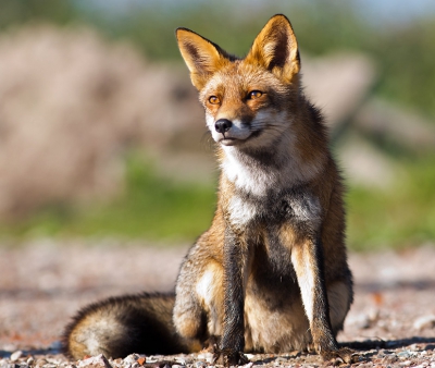 Vanmorgen op safari met m'n zoontje en vrienden naar de Oostvaardersplassen. In alle vroegte (en mist) naar het burlen van de edelherten geluisterd. Maar het toppunt werd een erg makke vos. Liep te scharrelen op de parkeerplaats en trok zich nauwelijks iets van ons aan. Fijn als je dan een camera bij je hebt..!