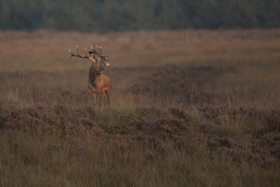 Gisteravond aan de bosrand gaan zitten en af en toe wordt geduld beloond (Vaak voor niks gezeten). In het laatste half uurtje zonlicht ging hij op de heuvel poseren en burlen. Schitterende ervaring.
http://paul-natuurfoto.nl/recente-foto-s.html