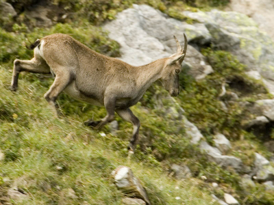 <i class='fa fa-user'></i> Reinier van den Born | Alpensteenbok  <i class='fa fa-eye'> 137</i>   <i class='fa fa-comment-o'> 0</i>