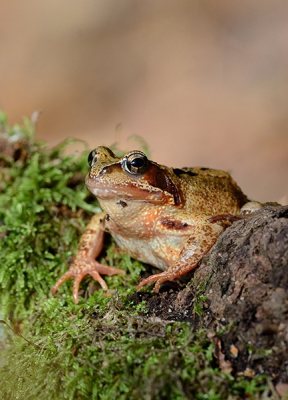 Gisteren met m'n zoontjes naar m'n vogelhutje in het bos gegaan. Op de terugweg deze bruine kikker als "bijvangst" gehad. Hij zat op een mooi stronkje van het zonnetje te genieten. M'n jongste zoontje wilde hem direct als huisdier mee naar huis nemen. Dat (na lang onderhandelen) uit z'n hoofd kunnen praten, he, he. Was er wel blij mee.