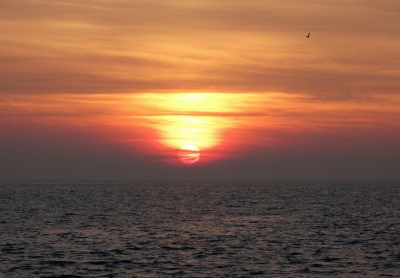 De foto is genomen vanaf een vissersschip, waarmee we een zeevogeltocht hebben gedaan op de Oosterschelde en de Noordzee.