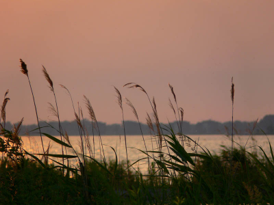 Tussen het riet (ontdekte ik pas deze week) zit een ijsvogel of een rietzanger.
