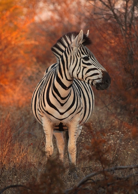 Dit was het eerste wildpark dat we bezochten op onze trip naar Botswana en Zuid-Afrika , deze zomer; deze foto is genomen toen de zon al aan het zakken af, vandaar de rode gloed op de zebra en de bomen,