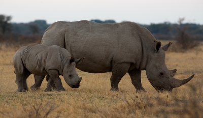 Het Kama Rhino Sanctuary was opgericht in 1992 om de neushoorn, zowel de witte als de zwarte , te herintroduceren in Botswana. Gestart werd met 16 exemplaren; nu leven er 30 witte en 4 zwarte . De zwarte hebben we niet gezien , maar van de witte hebben we er 12 gespot , waaronder 2 moeders met jong.