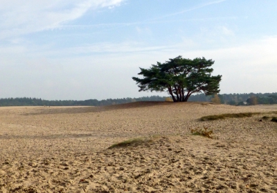 Een eenzame vliegden op de zandvlakte. Opname uit de hand. Laag standpunt. Uit de oude doos.