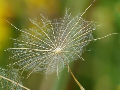 De gele morgenster komt niet zo veel voor in de polder, of valt niet op tussen de vele paardenbloemen. Dit uitgebloeide exemplaar gevonden op een opgespoten stukje land en geprobeerd de fragiele pluizen vast te leggen.