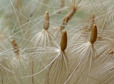 De pluizen van de akkerdistel waaien overal rond in de polder. Op een windstil plekje geprobeerd ze vast te leggen.