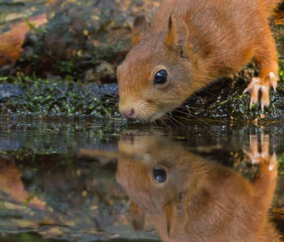 Deze heb ik ook van de eekhoorn kunnen maken toen deze uit de vijver kwam drinken. Hier zat hij wel wat dichterbij.