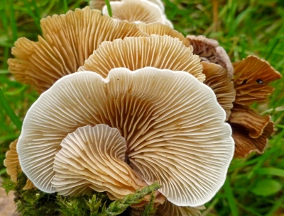 Het witte oorzwammetje is aan de bovenkant erg onopvallend. Het takje waarop dit zwammetje groeide uit het bos gehaald en ondersteboven op een lichtere plek gelegd om de foto te maken.