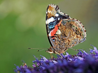 De dropplant in de tuin is erg aantrekkelijk voor allerlei vlinders. Opname uit de hand.