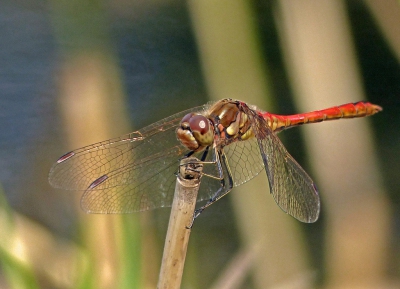 Deze libelle  ca 5 minuten vervolgd, voor hij eindelijk ging zitten. Snel foto uit de hand gemaakt.